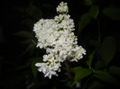 White Lilac Tree (2016, April 15)