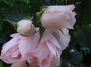 The Generous Garden
