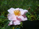 Clair Matin