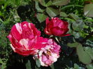 Belle d'Espinouse