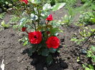 Circus Flower