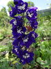 delphinium