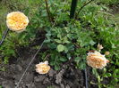 Crown Princess Margareta