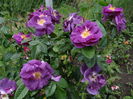 Rhapsody in Blue