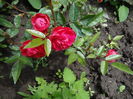 Morsdag - Multumesc Flora :)