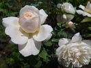 Crocus Rose