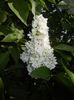 White Lilac Tree (2016, April 17)