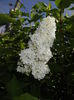 White Lilac Tree (2016, April 17)