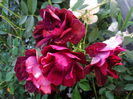DSC09445