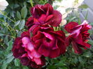 DSC09447