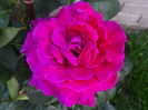 DSC09604
