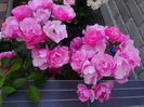 DSC09627