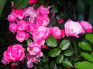 DSC09778