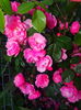 DSC09780