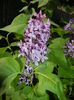 Lilac Ruhm von Horstenstein (`16,Apr.17)