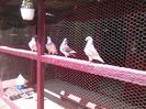 IMG_20160605_153830
