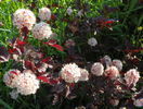 physocarpus Andre