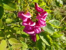 robinia Casque Rouge