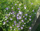 campanula patula
