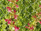 weigela Eva Ratke