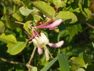 lonicera belgica