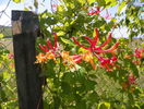 lonicera American Beauty