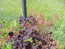 cotinus cogg. Royal Purple
