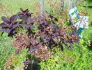 cotinus cogg. Royal Purple