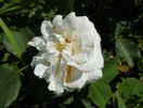 Boule de Neige