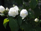 philadelphus Schneesturm