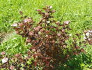 physocarpus Red Baron