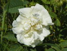Alba Maxima