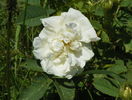 Alba Maxima