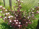 physocarpus Andre