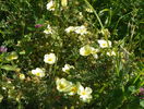 potentilla Primrose Beauty