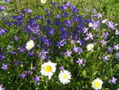 campanula patula