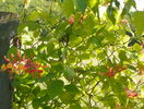 lonicera American Beauty