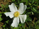 rosa paulii