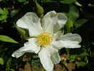 rosa paulii