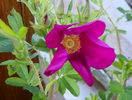 Ann Endt