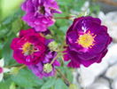 Violette