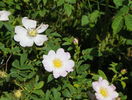 rosa canina