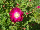 Violacea