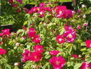 Splendens