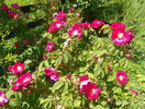 Splendens
