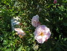 Morden Blush