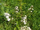 rosa multiflora