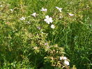 rosa canina