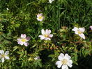 rosa canina