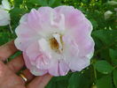 Ritausma